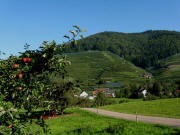 Blick vom Kappenhof nach Norden zum Glottert�ler Eichberg am 22.9.2010