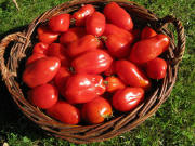 Tomaten wie Paprika von Anita am 5.9.2010