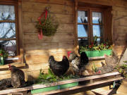 Glückliche Hühner am Sutter-Hof in Gersbach am 21.2.2010