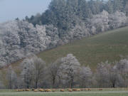 Schafe zwischen Kirchzarten und Oberried am 20.1.2010 - der Nebel hinterlässt Raureif