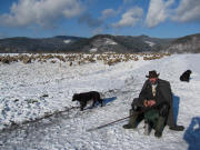 Blick nach Nordwesten im Dreisamtal: Sch�fer J�rgen Lange mit Fanny und Prinz am 2.1.2010