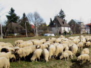 Schafherde am 4.2.2010 in Littenweiler