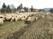 Schafherde am 4.2.2010 in Littenweiler - Blick entlang der H�llentalbahn zum Hochschwarzwald