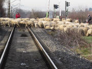Schafe am 4.2.2010 in FR-Littenweiler: Bahn�bergang der H�llentalbahn