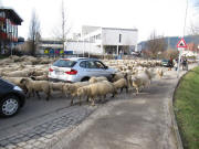 Schafe kreisen das Auto ein am 4.2.2010 in FR-Littenweiler gegen�ber der PH