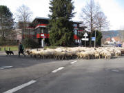 Schafe am 4.2.2010 in FR-Littenweiler bei der PH-Mensa