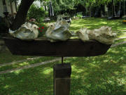 Tauben-Quartett auf einer Fa�daube am 1.8.2010