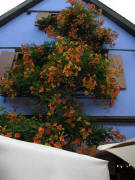  Riquewihr am 28.7.2010: Klettertrompeten (Campsis)