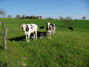 Blick am Hornich nach Westen zum Lindenhof bei Bamlach am 28.4.2010