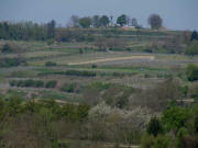 Tele-Blick von Ettenheimweiler nach Westen zum Heuberg am 24.4.2010