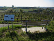 Zwischen Niederberg und Hummelberg in dern Weinbergen �ber Kenzingen am 24.4.2010