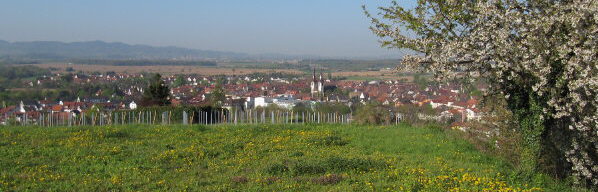 Blick vom Galgenbuck nach Westen über Kenzingen zum Kaiserstuhl am 24.4.2010  