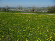 Blick nach Norden �ber den Lindenweg auf Binzen am 28.4.2010