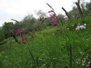 Bei Littorno am 18.5.2010: Blumen und Blüten im Olivenhain