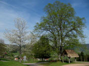 Blick nach Osten zur alten Linde in Raich am 29.4.2010