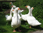 Zwei G�nseriche und 4 G�nsedamen am 29.6.2010 im Holzschlag