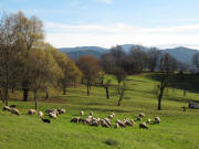 Blick nach Osten von den Berghauser Matten zum Belchen am 14.11.2010 bei 19 Grad