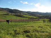 Blick vom Rebiesle ob Wittnau nach S�dosten auf S�lden am 14.11.2010