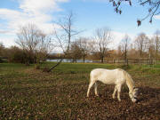 Blick nach Nordwesten zum Dietenbachsee am 13.11.2010
