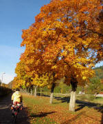 Am 29.10.2010 an der Dreisam: Auf dem Rad durchs goldene Herbstlaub