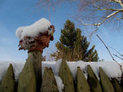 Der Hahn im Schnee am 1.12.2010
