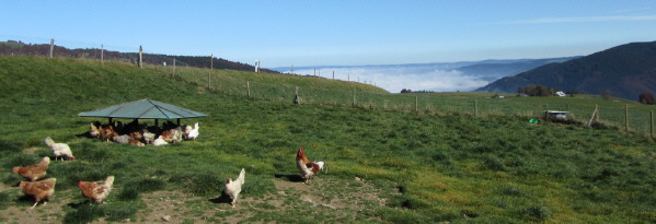 Blick vom Haldenmeierhof nach Nordost zum Dreisamtalnebel  9.10.2010 - gl�ckliche H�hner 1120 m hoch