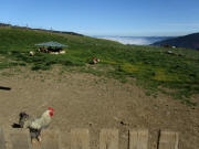 Blick vom Haldenmeierhof nach Nordost zum Dreisamtalnebel  9.10.2010 - gl�ckliche H�hner 1120 m hoch