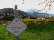 Herdern-Eichhalde am 4.11.2010: Blick nach S�den �bers Staatsweingut