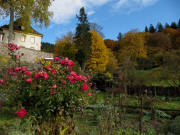 Blick an der Kartaus nach Nordosten am 4.11.2010 - Rosen im Sp�therbst