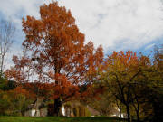Blick nach Norden zur Kartaus am 4.11.2010 - ein goldener Traumbaum