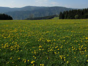 Breitnau-Hinterdorf am 25.4.2011: Blick nach S�den zum schneebedeckten Feldberg