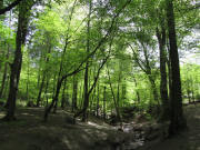 Sternwaldwiese am 11.4.2011: Im Wald - Zufluß zum Deicheleweiher