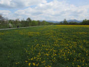 An der Dreisam am 14.4.2011: Blick nach Nordosten zum Dreisamradweg