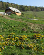 Blick nach Norden zur Erlenbacher Hütte am 23.4.2011 - Sumpfdotterblumen