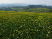 Kandelberg am 23.4.2011: Blick nach S�den �ber Rohr (Jockenhof rechts) zur Lindleh�h (rechts) und St.Peter (links) 