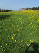Blick nach Westen am 20.4.2011 zum Feldberg am Kernewiesenhof