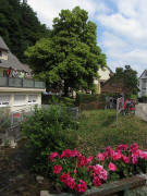 Blick nach Norden zur Linde am Kappler Kreuz 2.6.2011