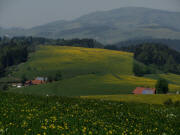 Blick nach Norden zu Pf�ndlerhansenhof und Hansj�rgenhof (rechts) am 25.4.11