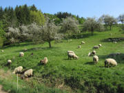 Staudenh�fe am 17.4.2011: Blick nach Osten bei Gasthaus "Staude" - Schafe
