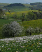 Zwerisberg am 20.5.2011: Blick nach Norden �ber Wiesenschaumkraut und L�wenzahn gen Oberibental