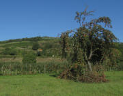 Apfel zwischen B�tzingen und Eichstetten am 21.9.2011