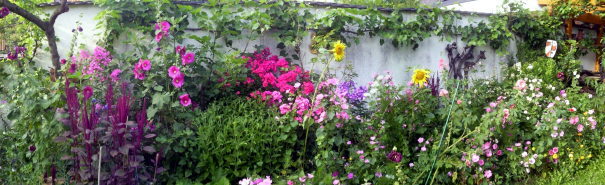 Blumenbeet am 31.8.2011: Fuchschwanz, Malve, Lilie, Sonnenblume, Herbstannemone weiß, Phlox rot, Sonnenhut, Bechermalve, 