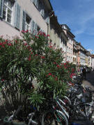 Blick nach Norden in die Herrenstrasse am 10.8.2011: Oleander und Fahrr�der