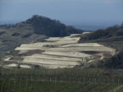 Blick nach Nordwesten zum neu umgelegten Rebgel�nde am Schneckenberg 20.3.2011