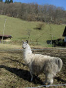 Steigerhansenhof am 25.3.2011: Ein stolzes Lama