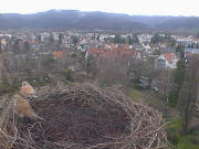 Kirchzarten am 19.3.2011 um 13 Uhr: Was f�r V�gel auf dem Storchennest?