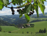 Blick nach Osten von den Kirschenb�umen am R�merstr��le �ber den Kussenhof am 5.7.2011