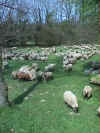 Schafherde an der Dreisam: (c) Sabine Jelinek