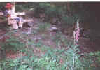 S�gem�nnle-Idylle im Mai 2000