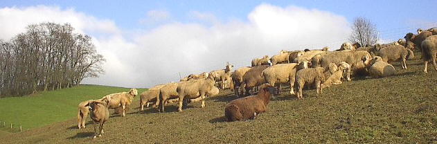 Schafe am 1.12.2002